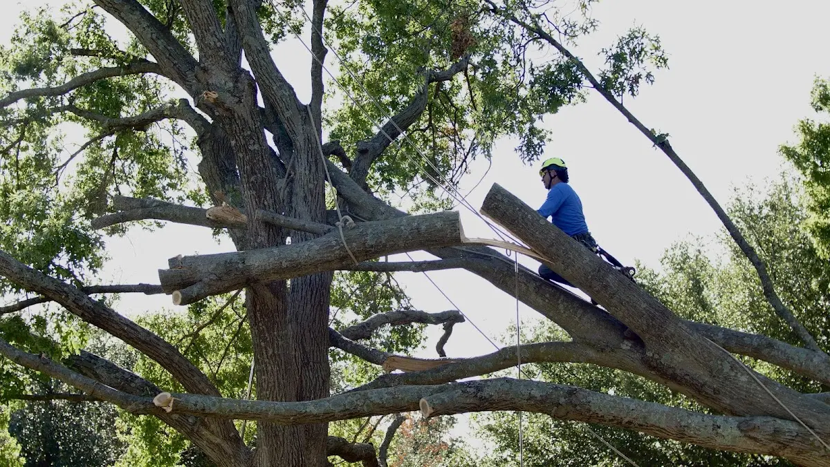 Professional Crown Thinning performed by certified arborists in Bishopville